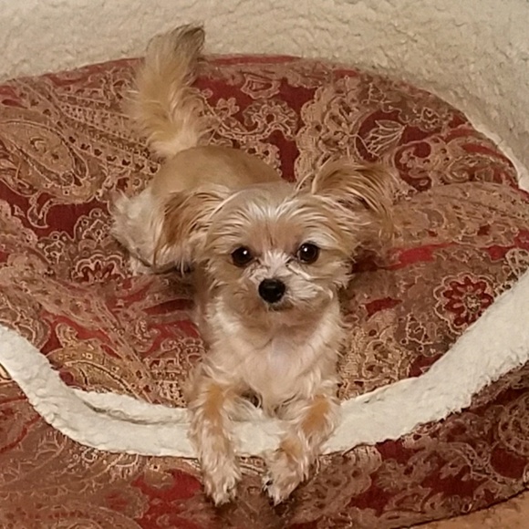 Profile Picture of Tolga Gulyasar (@aglotg) on Poshmark