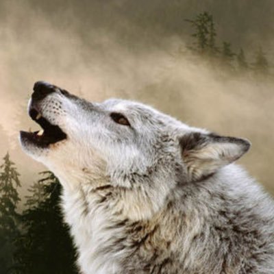 Profile Picture of Kevin Mckellar (@KevinMckellar7) on Twitter