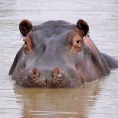Profile Picture of Evan McDermott (@Hippoman88) on Twitter