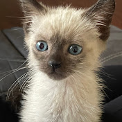 Profile Picture of Nathan Ochoa (NO) (@beastsnumberonesupporter8137) on Youtube