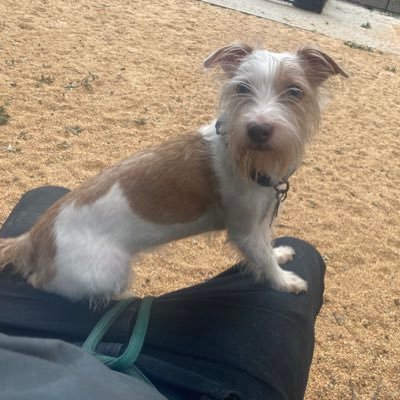 Profile Picture of Dominique Rivers (@domo34200x) on Twitter