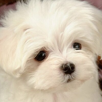 Profile Picture of Deborah Keating (@KeatingDeborah) on Twitter