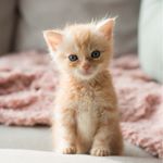 Felin' possible 76 - Instagram Profile Picture of Felin' possible 76 (@felinpossible76) on Instagram