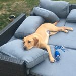 Profile Picture of Joshua Turchie (@lacked_turch) on Instagram