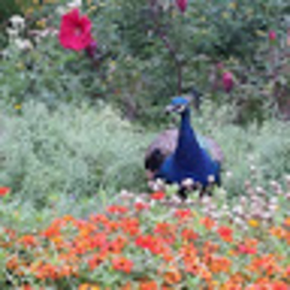 Emily Nebiolo - Poshmark Profile Picture of Emily Nebiolo (@golden6219) on Poshmark