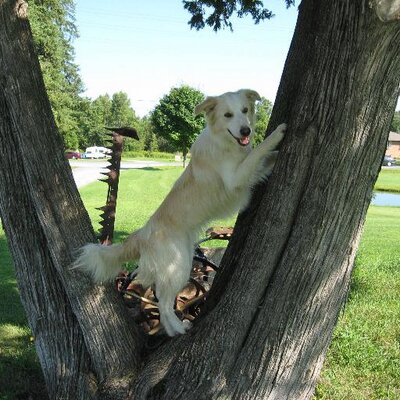 Profile Picture of Tom St. Denis (@tom_murrayhills) on Twitter