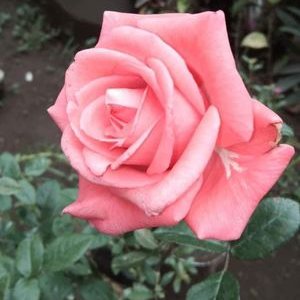 Profile Picture of Dahil929 (@GlenRod929) on Twitter