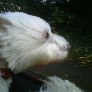 Profile Picture of Karen Brazier (@KarenBrazier6) on Twitter