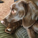 Profile Picture of Scot Campbell (@scot.campbell06) on Instagram