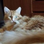 Profile Picture of Joanne Vining (@viningjoanne) on Instagram
