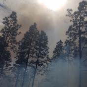 Profile Picture of David Hendershott (@blackcreekforestry5284) on Youtube