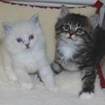Profile Picture of Pamela Batchelder Ingalls (@pamelabatchelderingalls) on Instagram