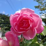 Profile Picture of Rocio Becerril (@rocio.becerril.639707) on Facebook