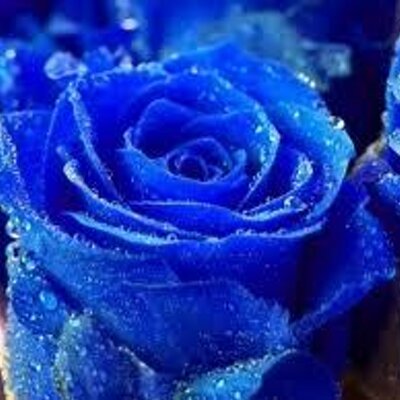 Profile Picture of Daniel Ayala (@DannehGier) on Twitter