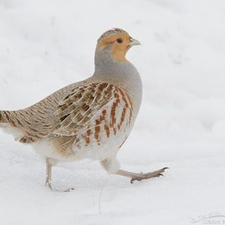 Profile Picture of Alexander Henry Partridge (@st.valenthyne) on Facebook