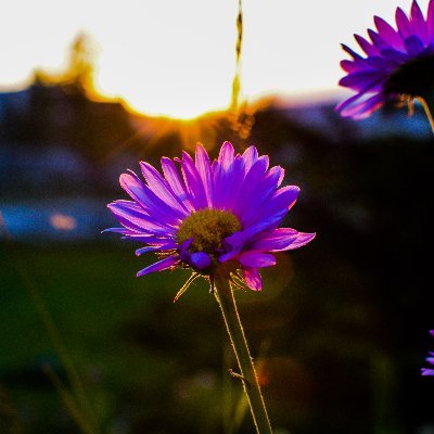 Profile Picture of Xavier Schultz (@XavierSchultz12) on Twitter