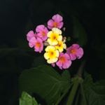 Profile Picture of Julie Shields (@julielshields) on Instagram