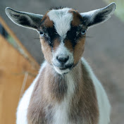 Profile Picture of Brunskill Farms (@Brunskillfarms) on Youtube