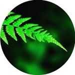 Profile Picture of 🌿 Gezi Bağları ® Mekan - Keşif (@gezibaglari) on Instagram