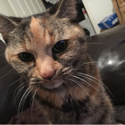 Profile Picture of Tammy Robb (@Robbtrobb012005) on Twitter