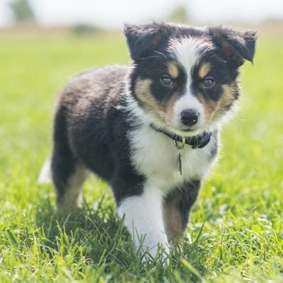 Profile Picture of Josue Jahir Coreas Gomez (@CoreasJahir) on Twitter