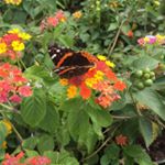 Profile Picture of Barbara Chadwick (@barbara.chadwick57) on Instagram