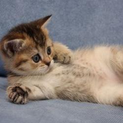 Profile Picture of Matt Lindner (@bonkymatt) on Twitter