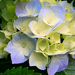 Profile Picture of Buse Kara (@sevim.2014@hotmail.com) on Flickr