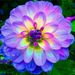 Profile Picture of Dorothy Decker (@waltzen33) on Pinterest
