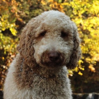 Profile Picture of Roenick The Doodle (@RoenickDoodle) on Twitter