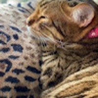 Profile Picture of Lysette Franco (@lysette-franco-2) on Quora