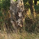 Profile Picture of Jan-Erik (@janerikfeldmann) on Instagram