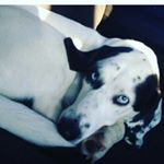 Profile Picture of Marshall Stevens (@marshall._.stevens) on Instagram