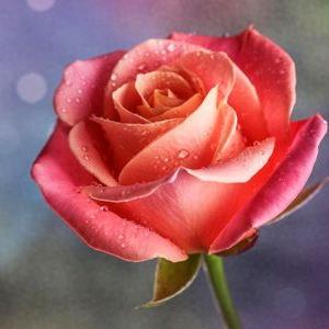 Profile Picture of Hazel Ramos (@Hazelhr1516) on Twitter