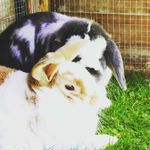 Profile Picture of Jeffrey & Humphrey the rabbits (@jeffreyandhumphreyofficial) on Instagram