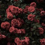 Scotty Newman - Instagram Profile Picture of Scotty Newman (@thxt_on3_guy) on Instagram