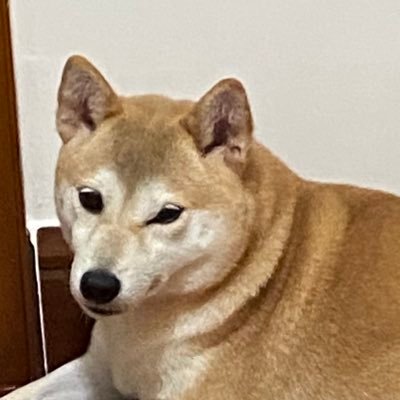 Profile Picture of david wu (@davidwu1001) on Twitter