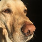 Profile Picture of Archie (purdey) Heath (@purdey101) on Instagram