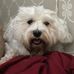 Profile Picture of Steve Holzer (@steve.holzer.3) on Facebook