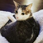 Profile Picture of Lissii Webber (@alissa_leah) on Instagram