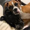Profile Picture of Jessica Hooks (@@boxermomma623) on Tiktok