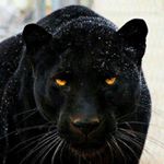 Profile Picture of Nemesis (@kammeronlindajane) on Instagram