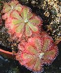 Profile Picture of Drosera aliciaeon Wikipedia