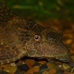 Profile Picture of jarvis lindsay (@lindsayjarvis1899) on Instagram