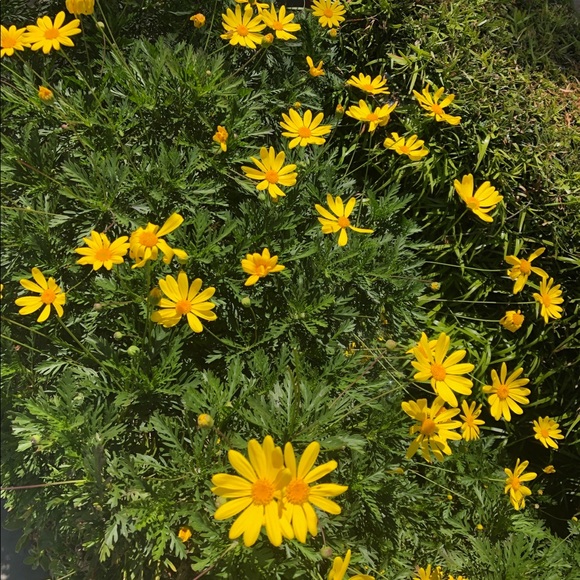 Profile Picture of Kassandra Gonzales (@kassienova47) on Poshmark