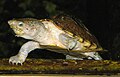 Profile Picture of Razor-backed musk turtleon Wikipedia