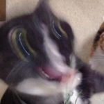 Hannah Cory - Instagram Profile Picture of Hannah Cory (@hannah_cory18) on Instagram