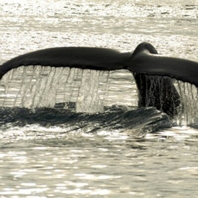 Profile Picture of Lars T. Christiansen (@GreenlandPhotos) on Twitter