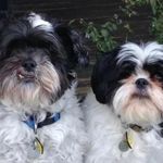 Profile Picture of Deborah Gettel (@debbadeera) on Instagram