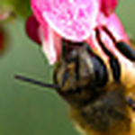 Profile Picture of Reddandoc (@reddandoc) on Flickr